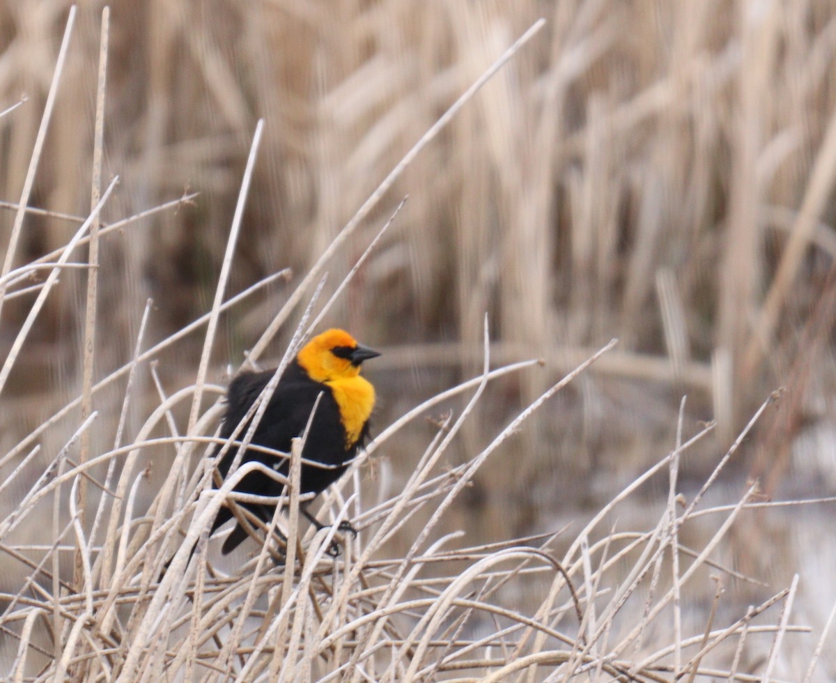 Yellow-headed Blackbird - BARBARA Muenchau