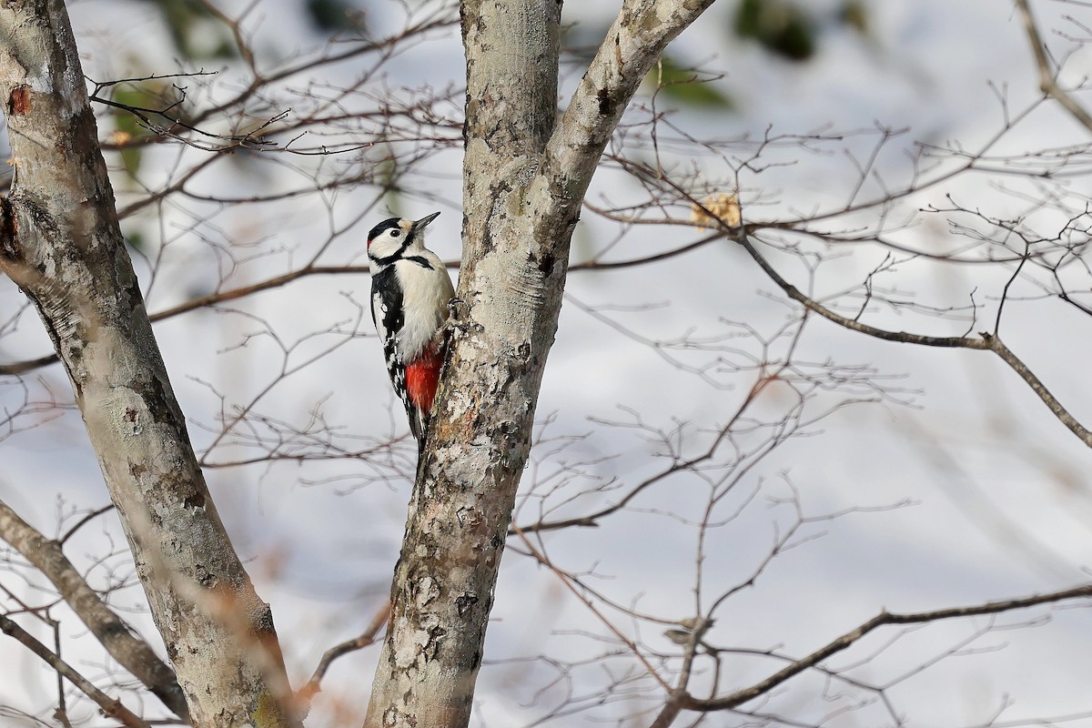 Great Spotted Woodpecker (japonicus) - ML618266377