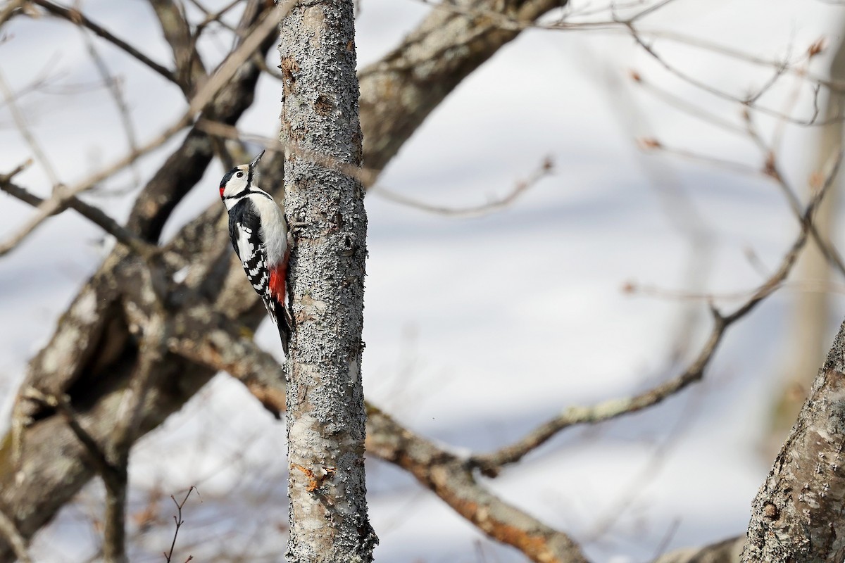 Great Spotted Woodpecker (japonicus) - ML618266378