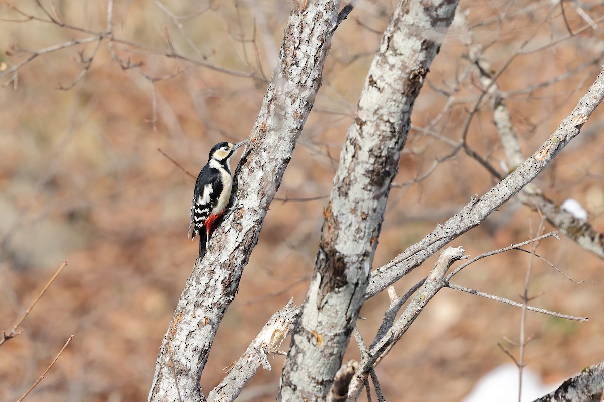 Great Spotted Woodpecker (japonicus) - ML618266379