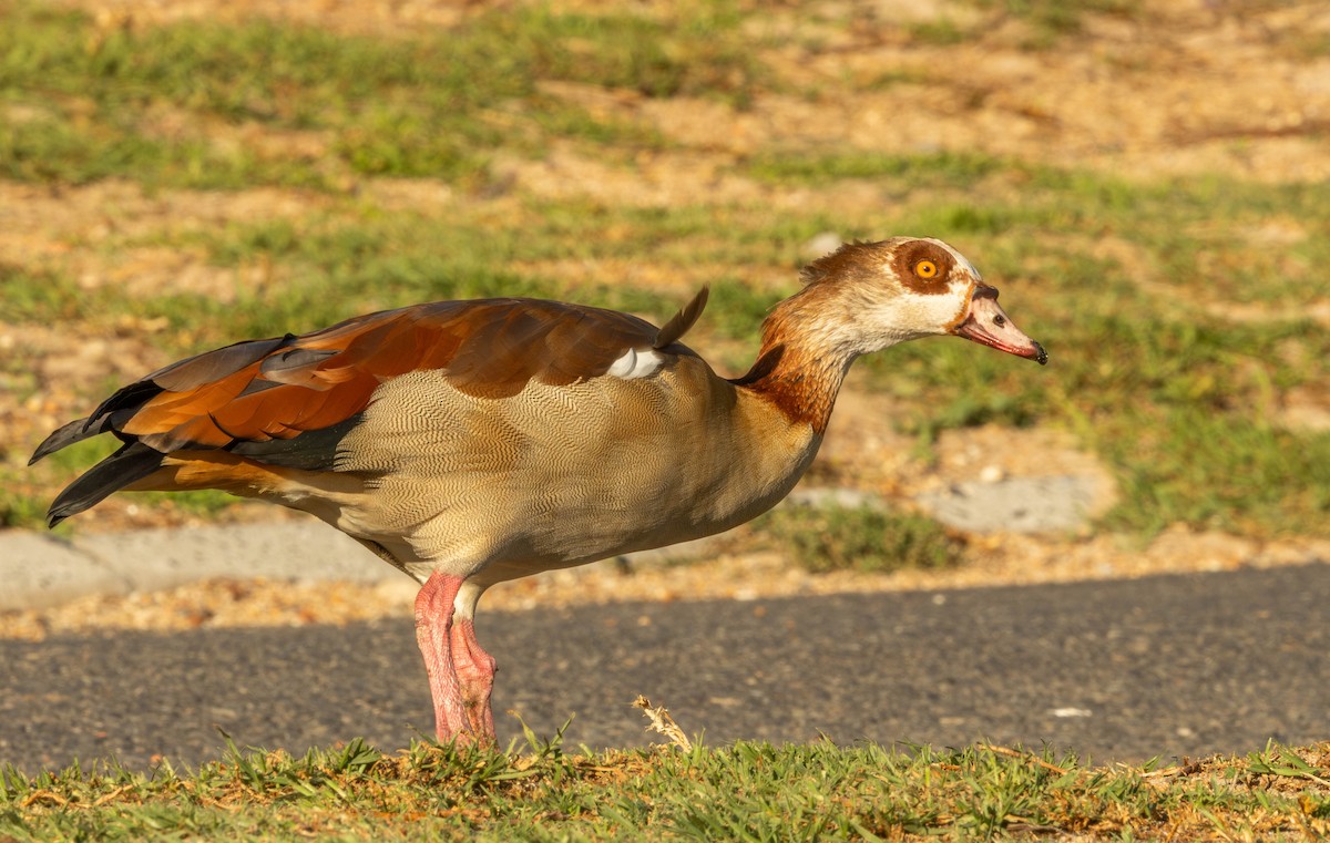 Egyptian Goose - Garret Skead