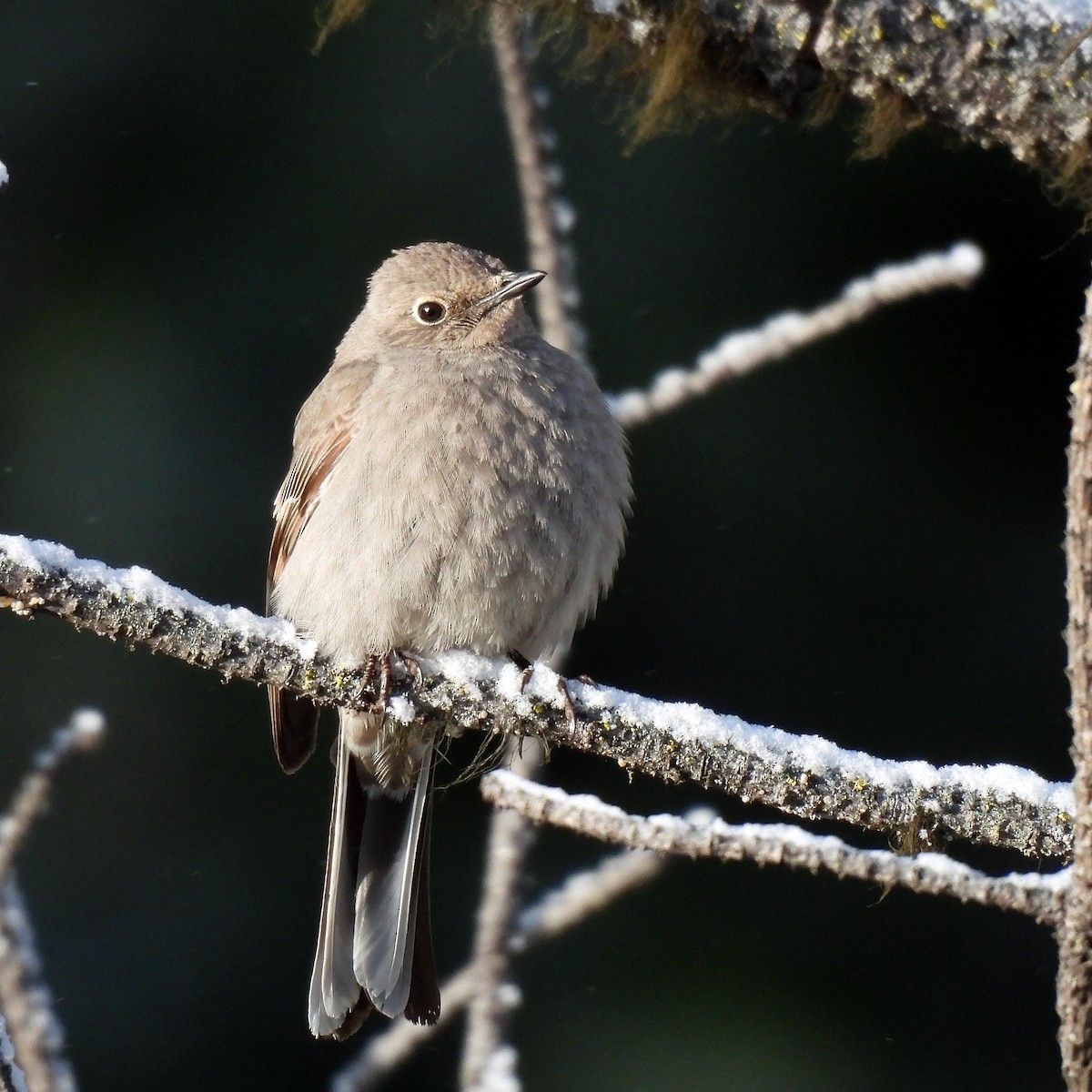 Townsend's Solitaire - ML618266432