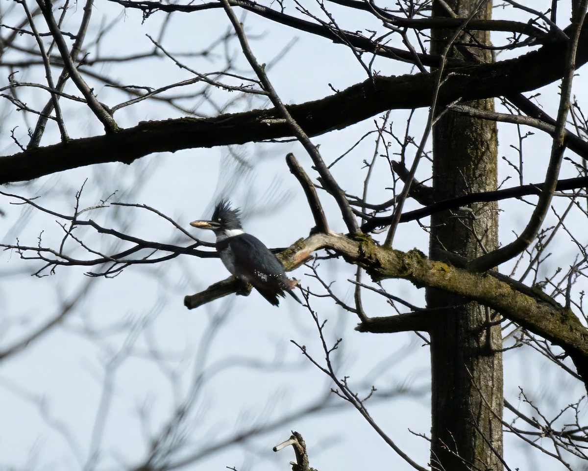 Belted Kingfisher - ML618266435