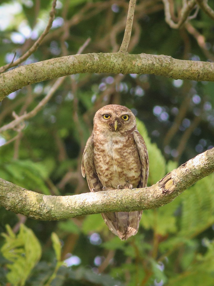 Spotted Owlet - ML618266440