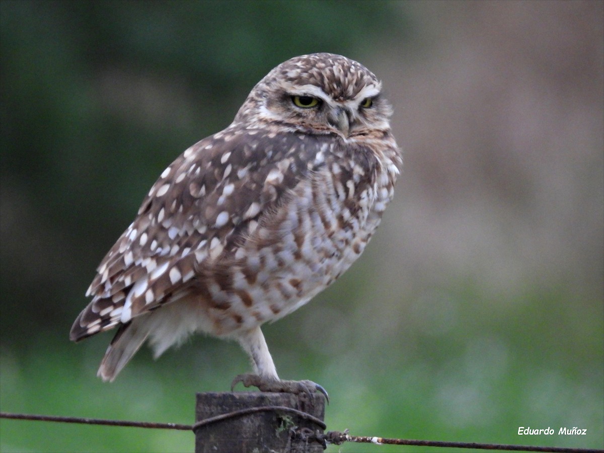 Burrowing Owl - ML618266441