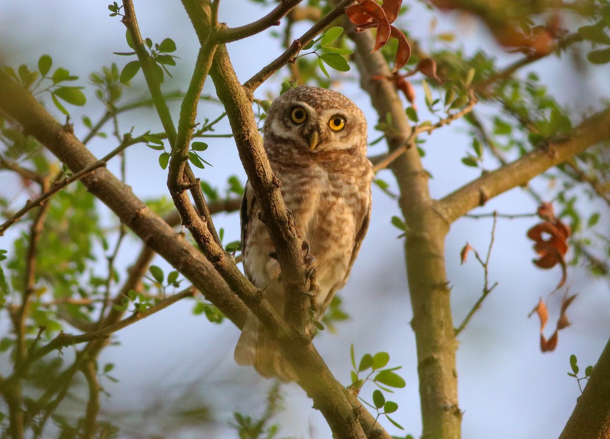 Spotted Owlet - ML618266442