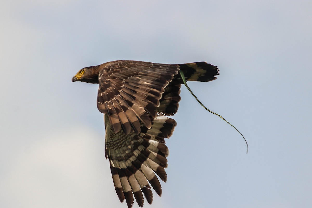 Crested Serpent-Eagle - ML618266447