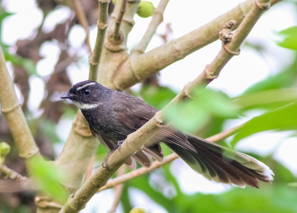 White-throated Fantail - ML618266456