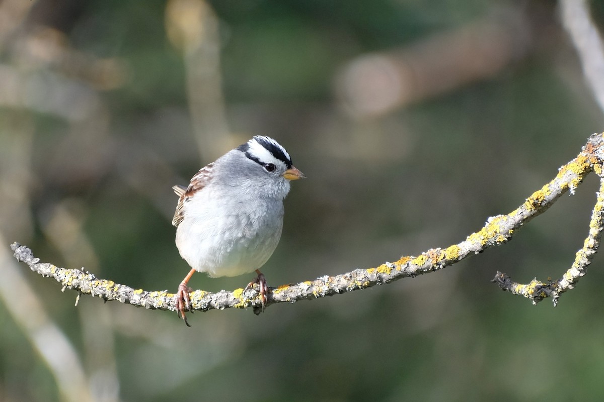 White-crowned Sparrow - ML618266461
