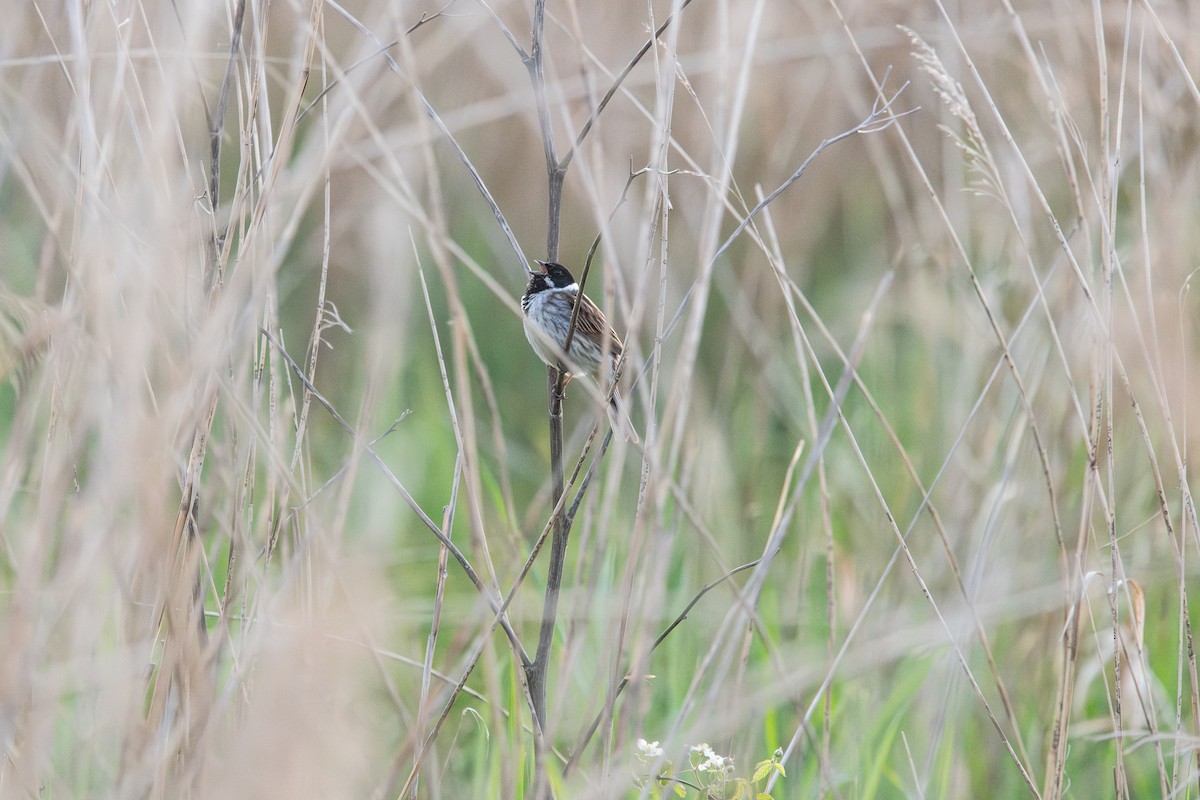 Reed Bunting - Frédéric Bacuez