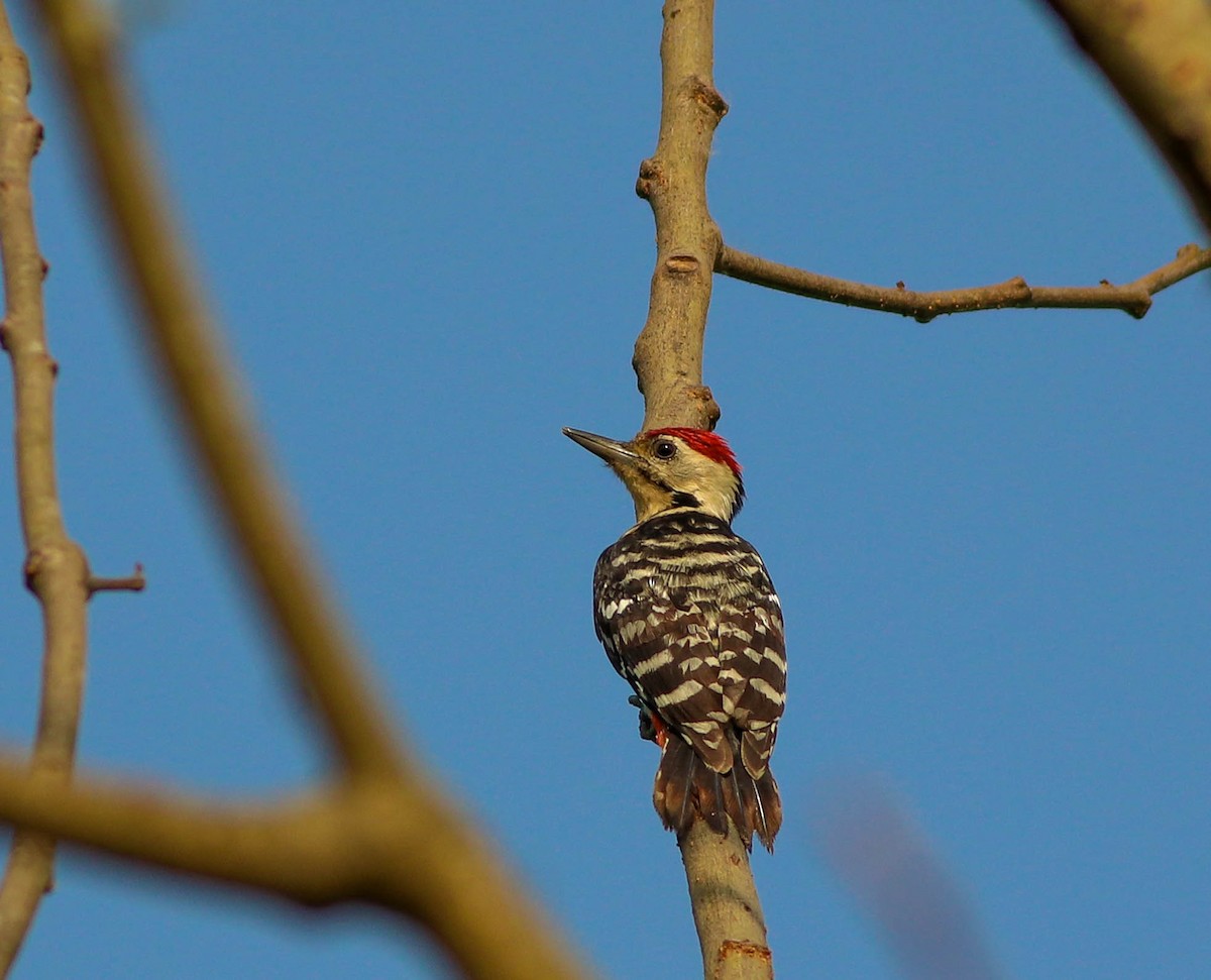 Fulvous-breasted Woodpecker - ML618266476
