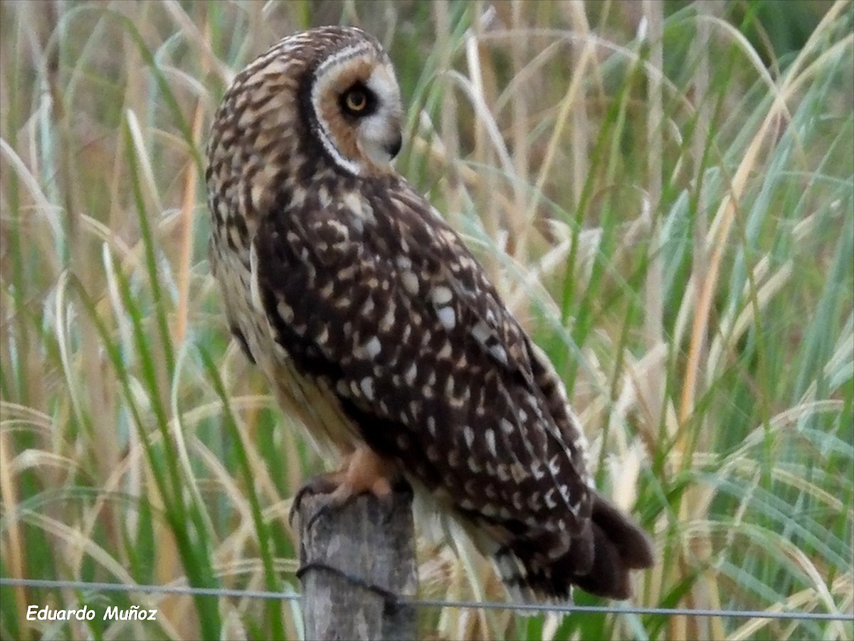 Short-eared Owl - ML618266483
