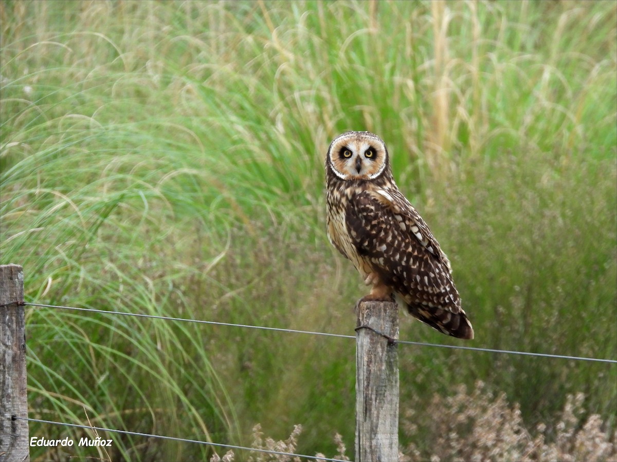 Short-eared Owl - ML618266485