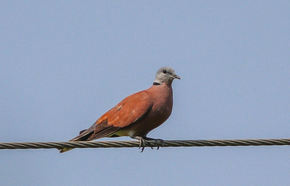 Red Collared-Dove - ML618266494