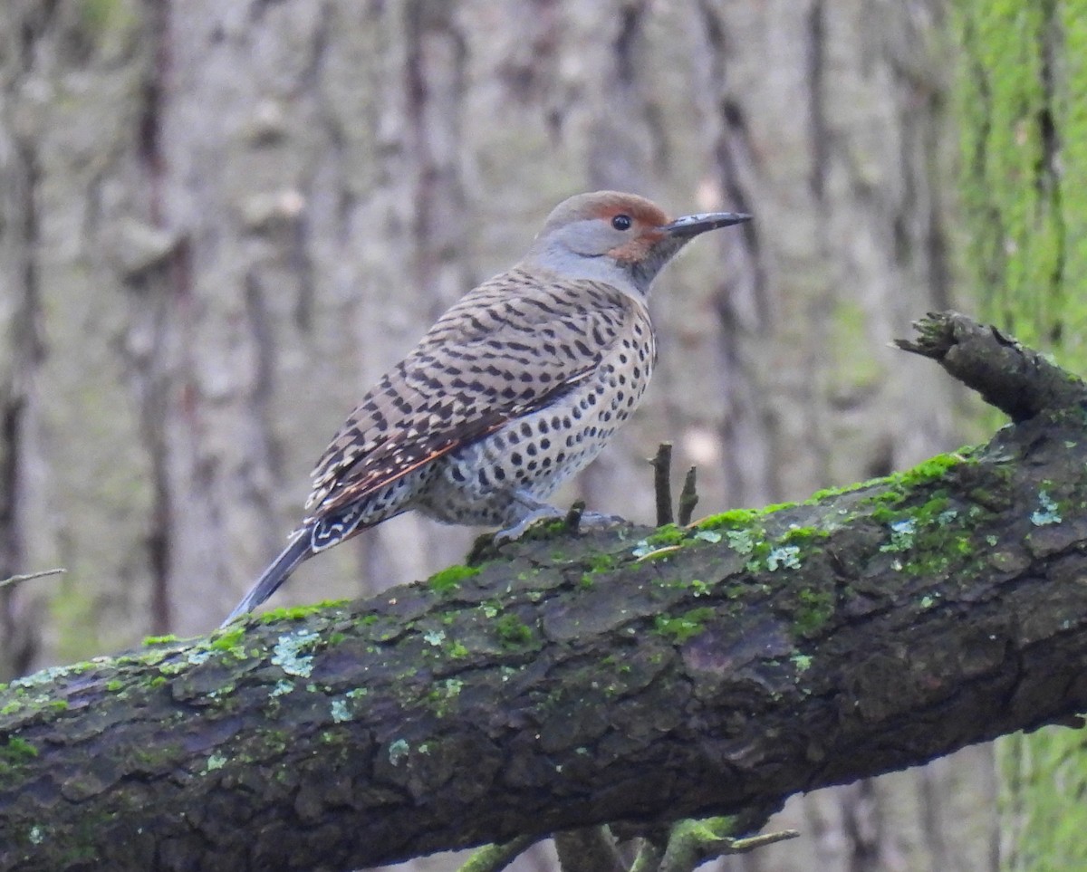 Northern Flicker (Red-shafted) - ML618266504