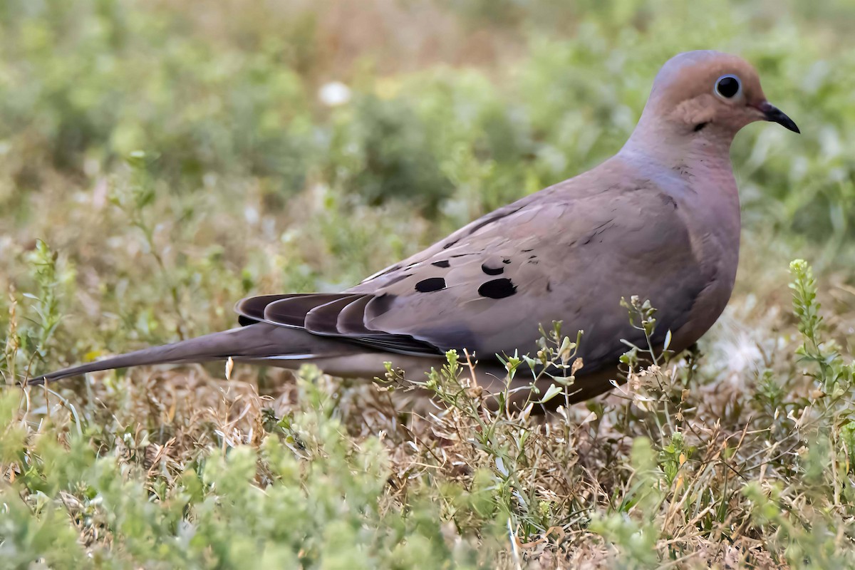 Mourning Dove - Dale Bargmann
