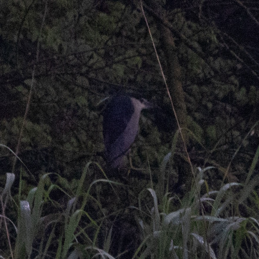 Black-crowned Night Heron - Hilal Değirmenci