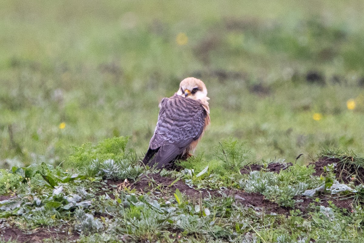 Red-footed Falcon - ML618266631