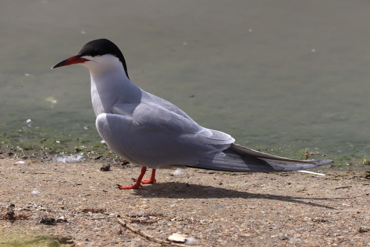 Common Tern - Oliver Cottis