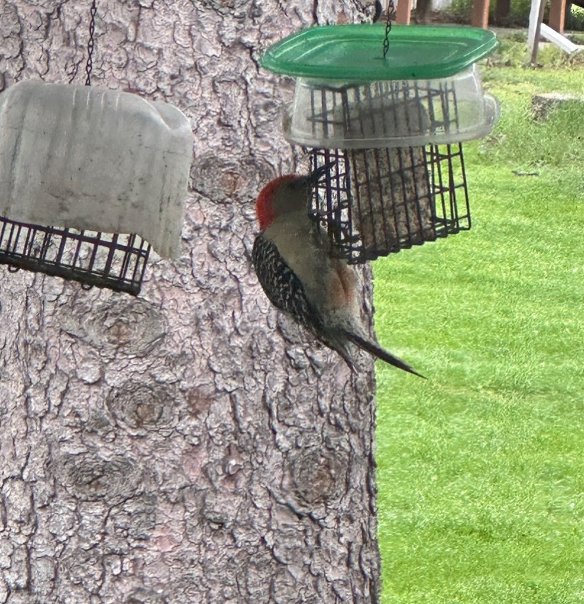 Red-bellied Woodpecker - Nancy Raza