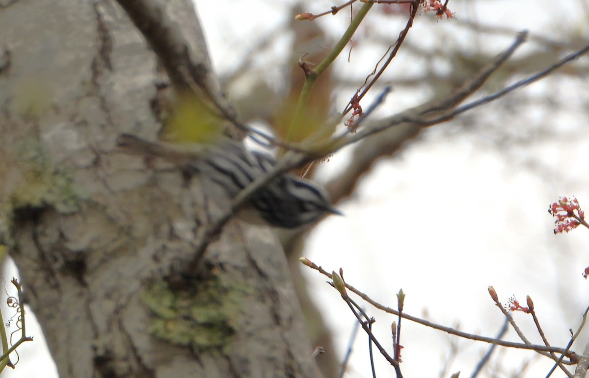 Black-and-white Warbler - ML618266775