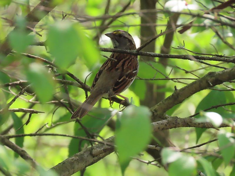 White-throated Sparrow - ML618266778