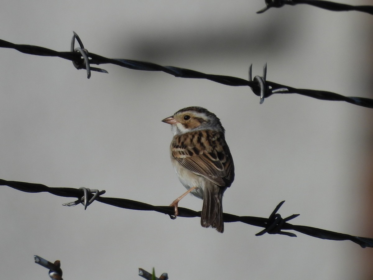 Clay-colored Sparrow - ML618266828