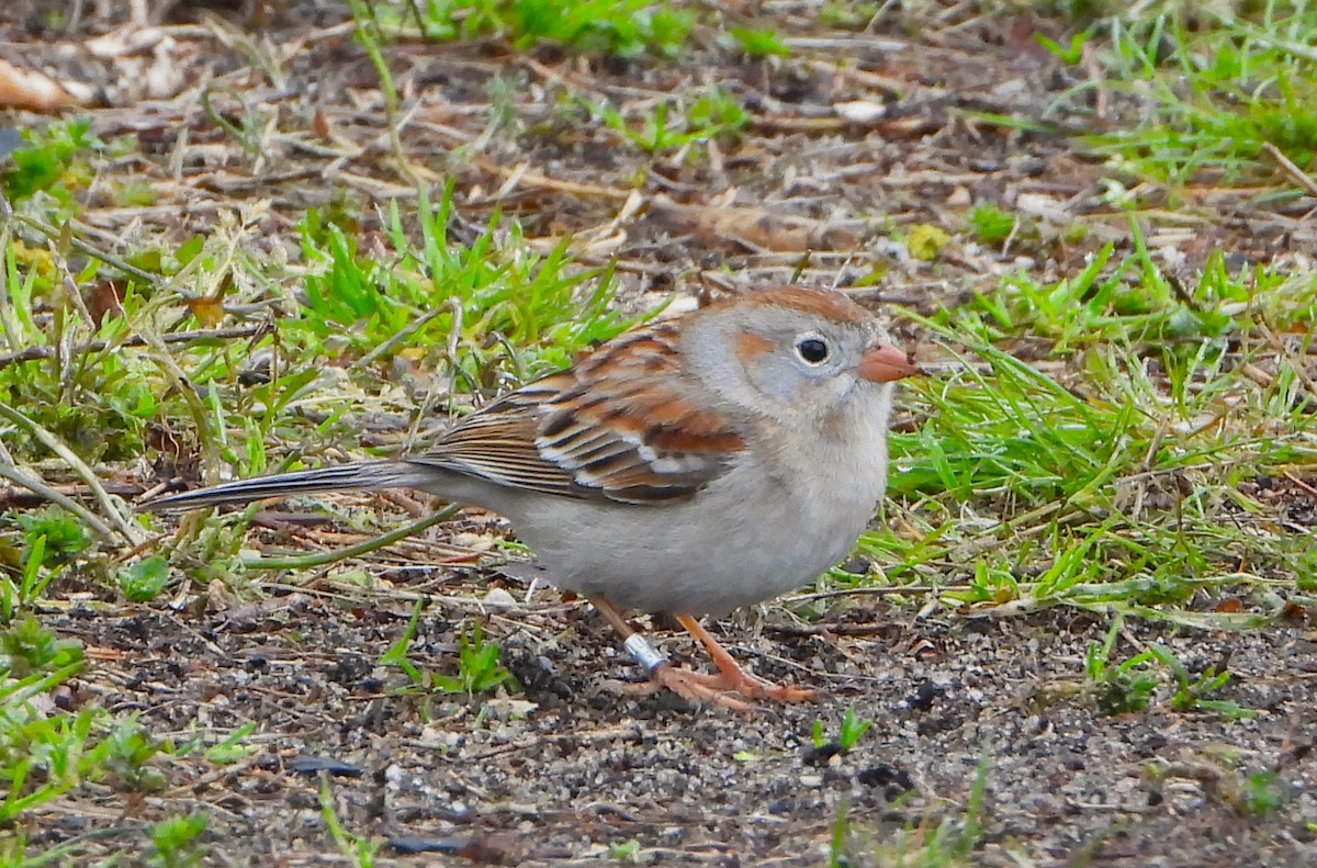Field Sparrow - ML618266833