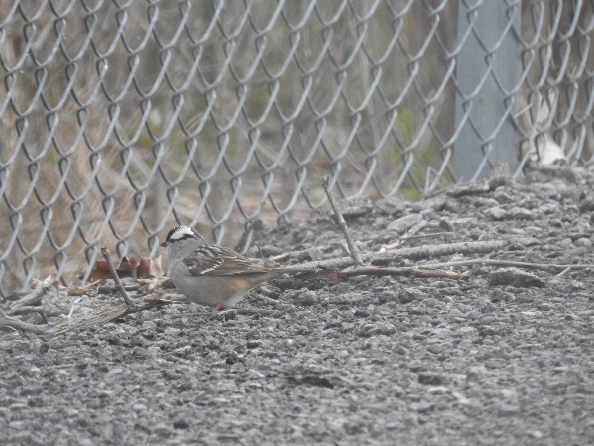 White-crowned Sparrow - Tom Dibblee
