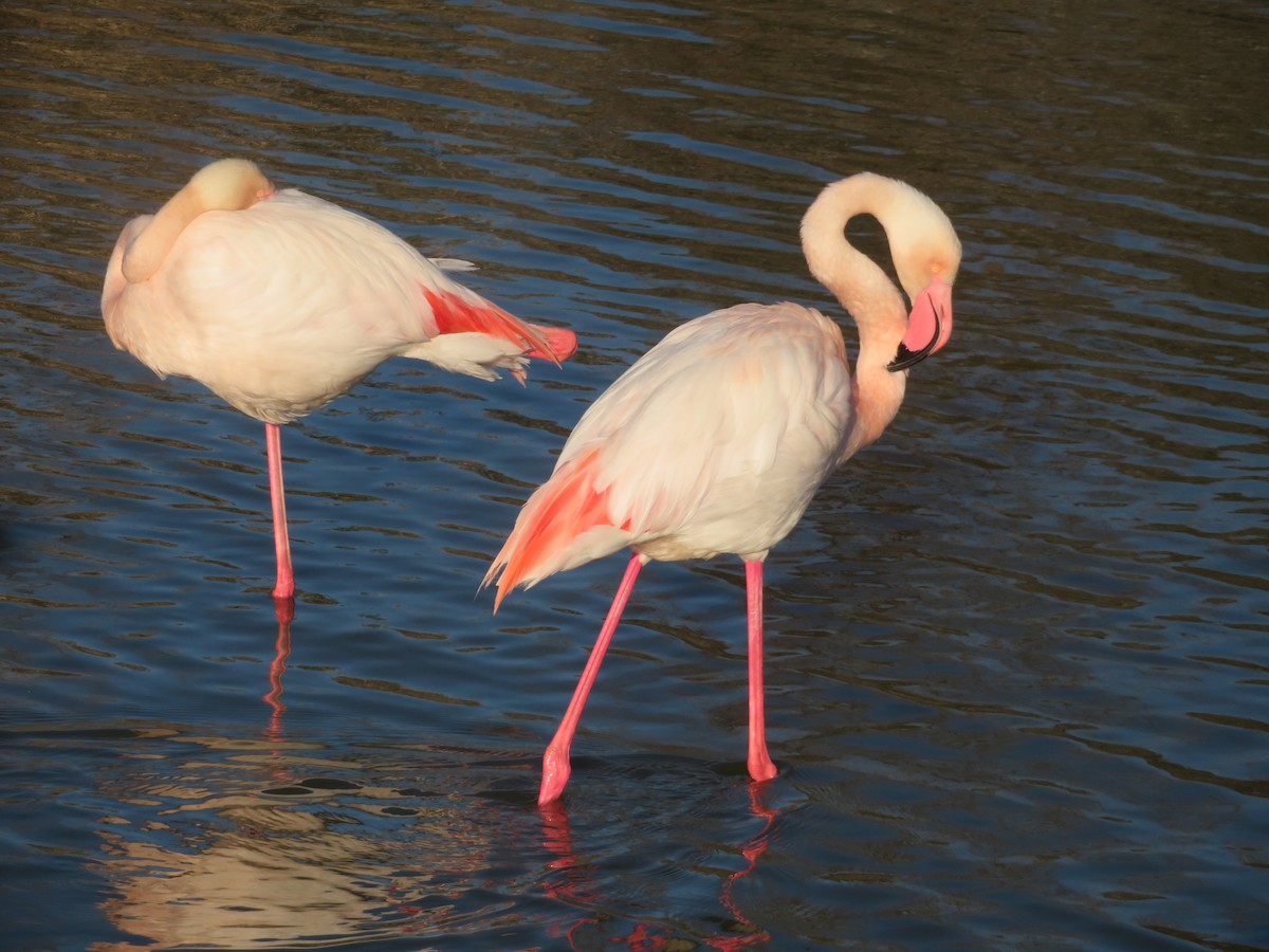 Greater Flamingo - Louis Sergent
