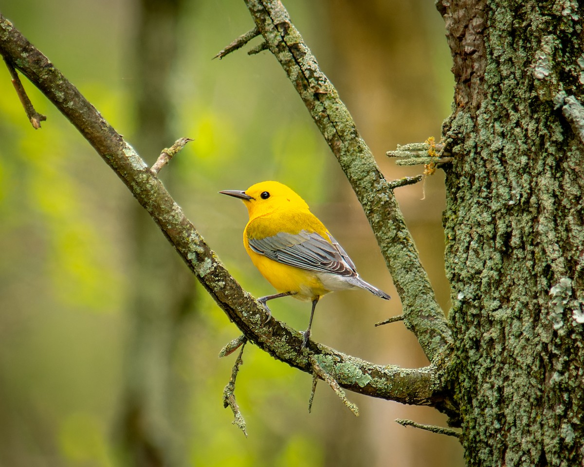 Prothonotary Warbler - Carey Sherrill