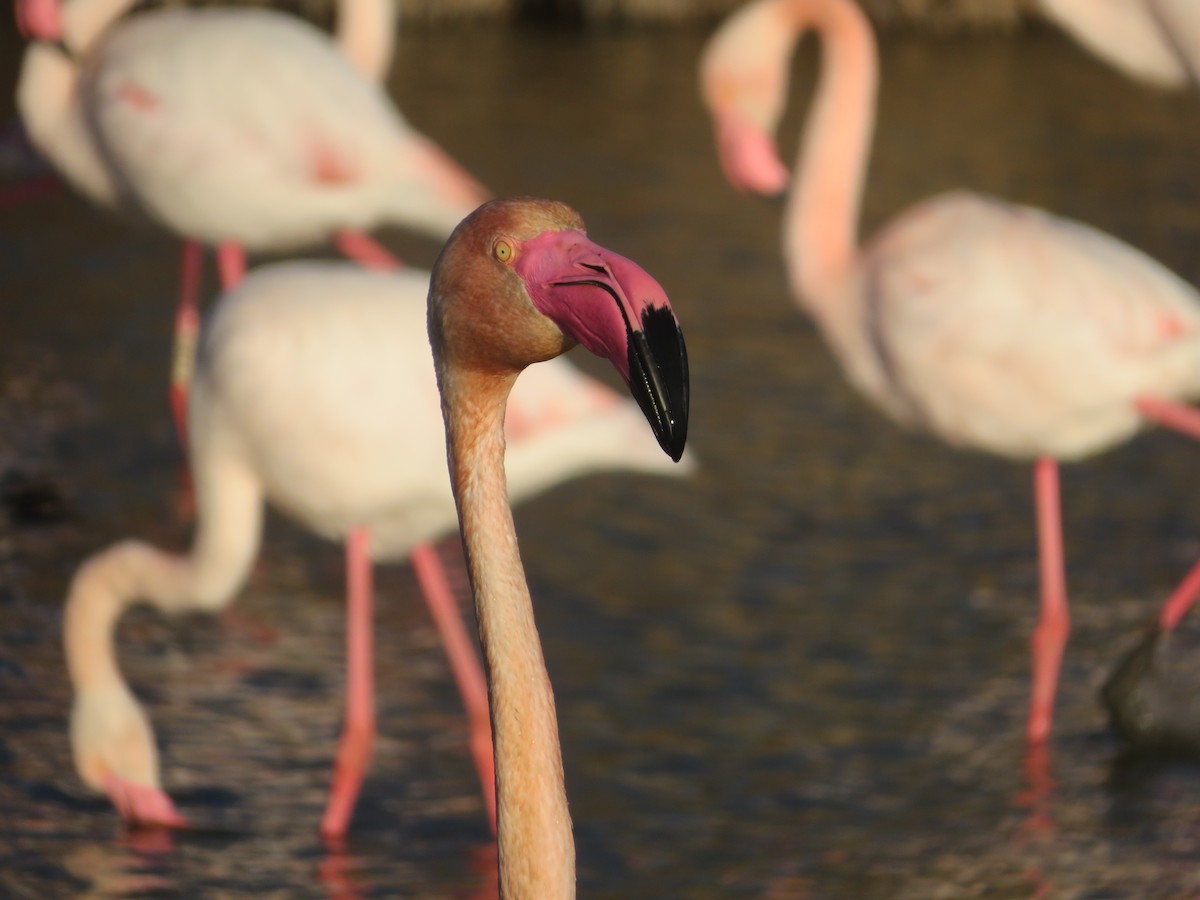 Greater Flamingo - ML618266915