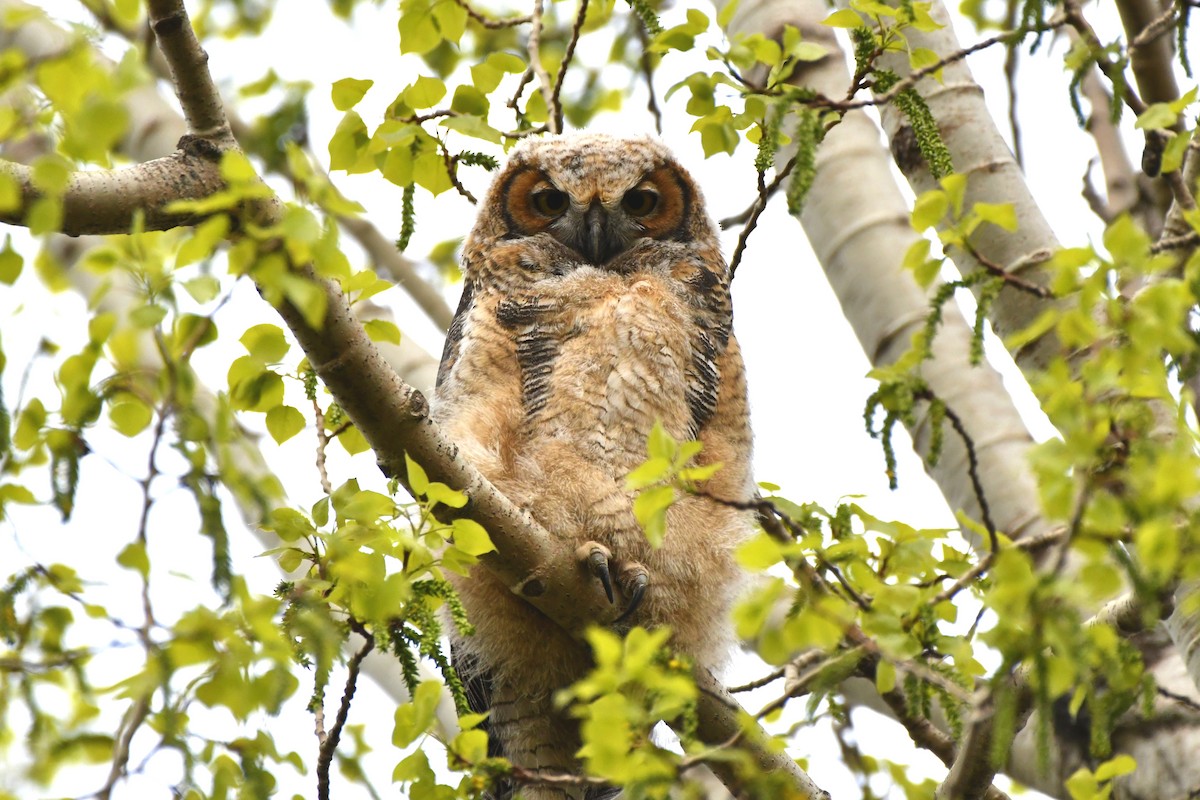 Great Horned Owl - ML618266934