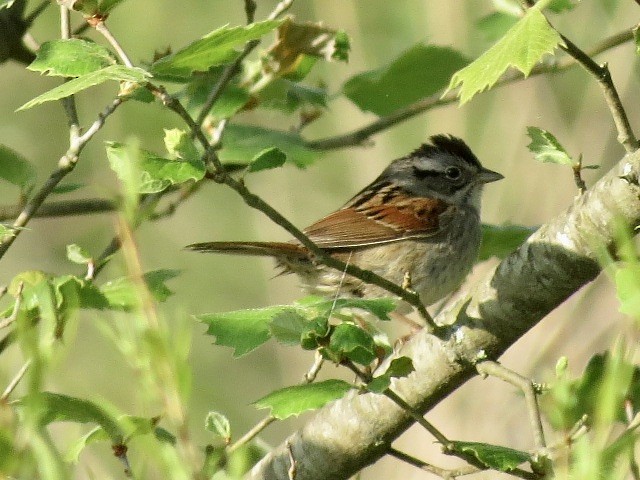 Swamp Sparrow - ML618266939