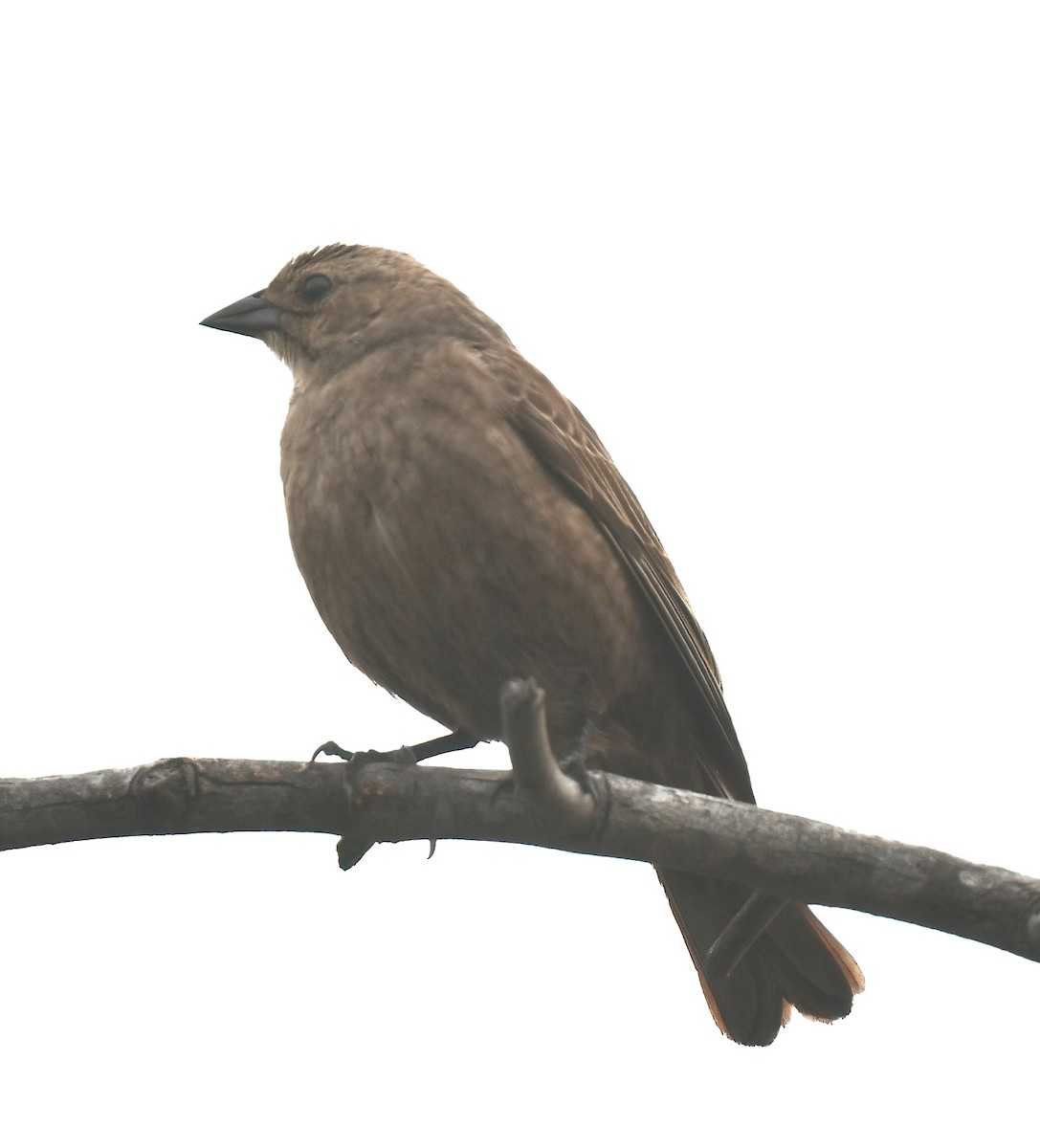 Brown-headed Cowbird - ML618266953