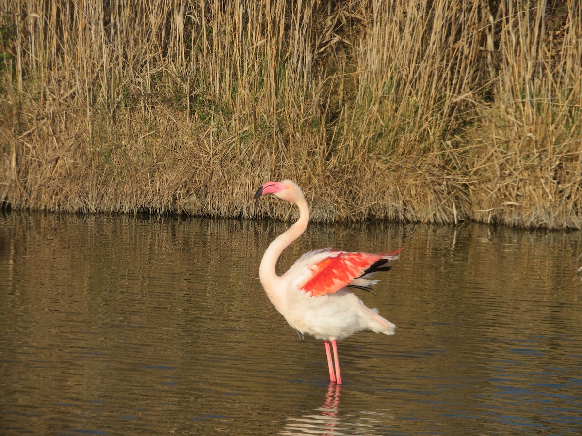 Greater Flamingo - ML618266956