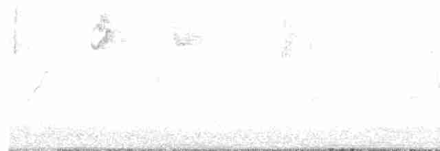 Kara Gözlü Junko (hyemalis/carolinensis) - ML618266963