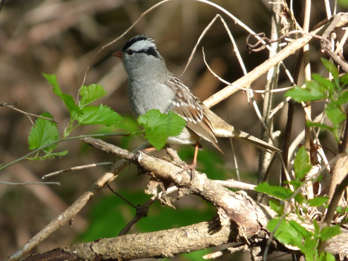 White-crowned Sparrow - ML618266966