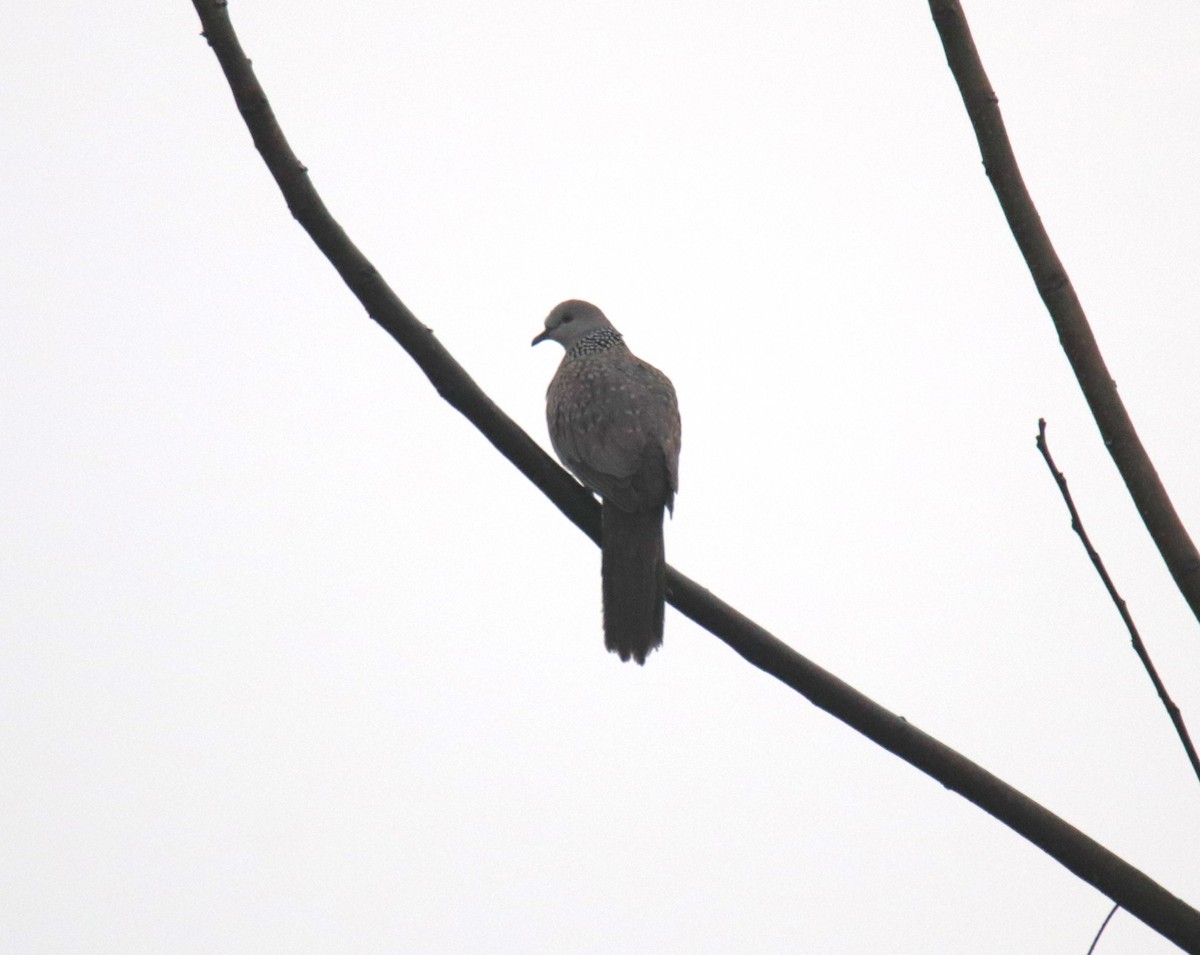 Spotted Dove - ML618266973