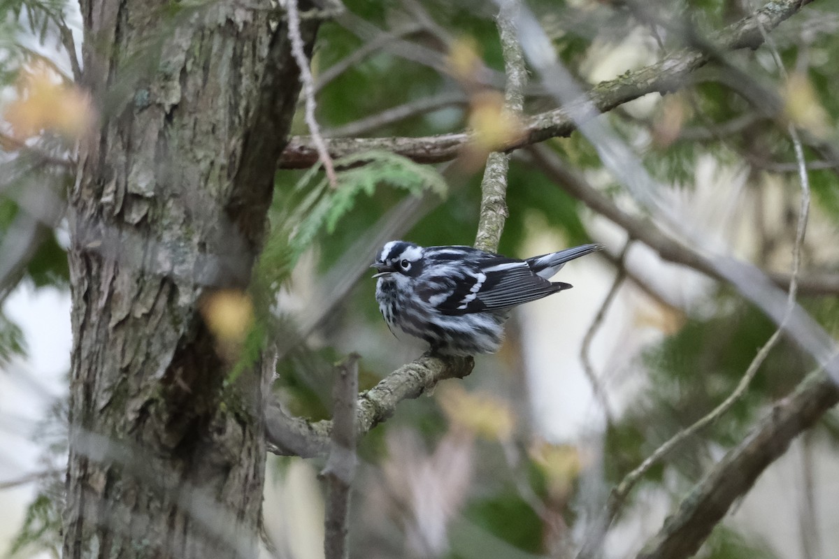 Black-and-white Warbler - ML618266974