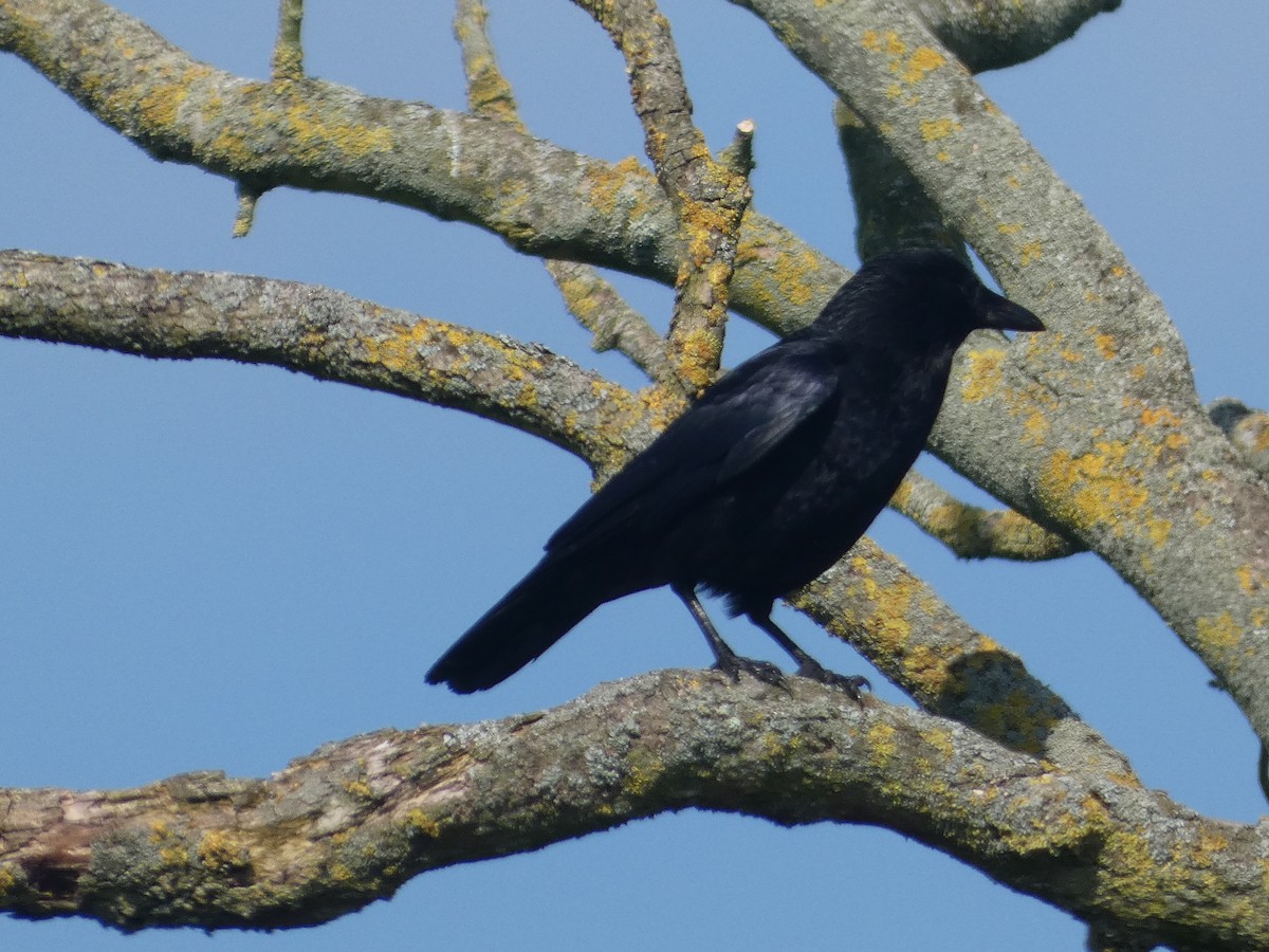 Carrion Crow (Western) - Mike Tuer