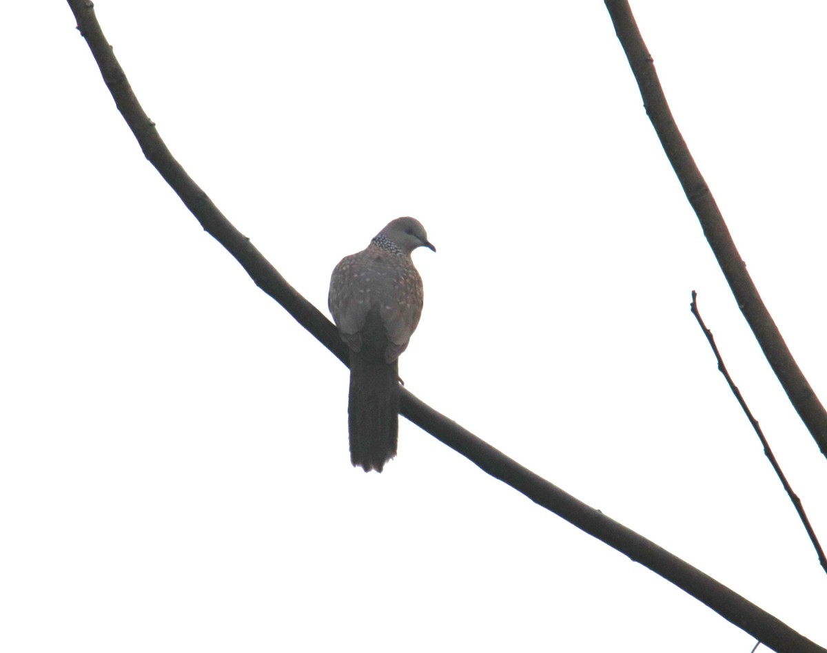 Spotted Dove - ML618267008