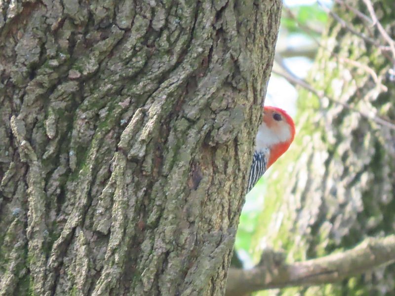 Red-bellied Woodpecker - ML618267009