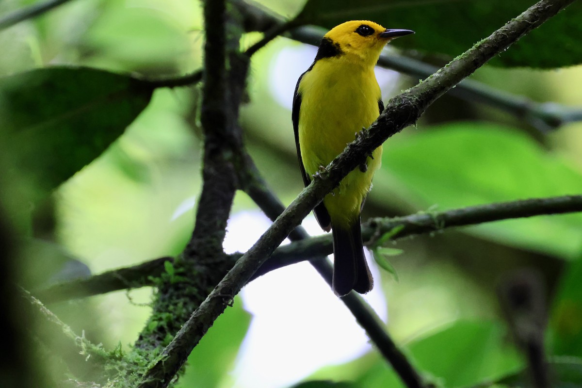 Black-and-yellow Tanager - ML618267010
