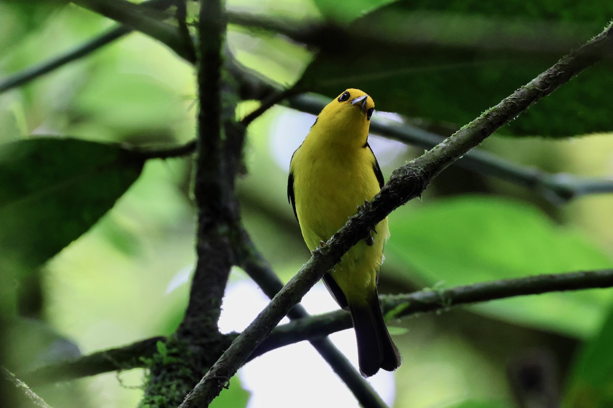 Black-and-yellow Tanager - Olivier Langrand