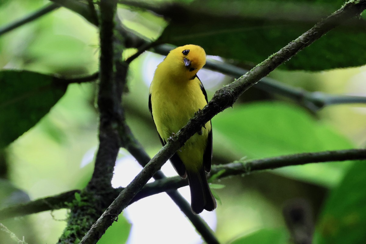 Black-and-yellow Tanager - ML618267013