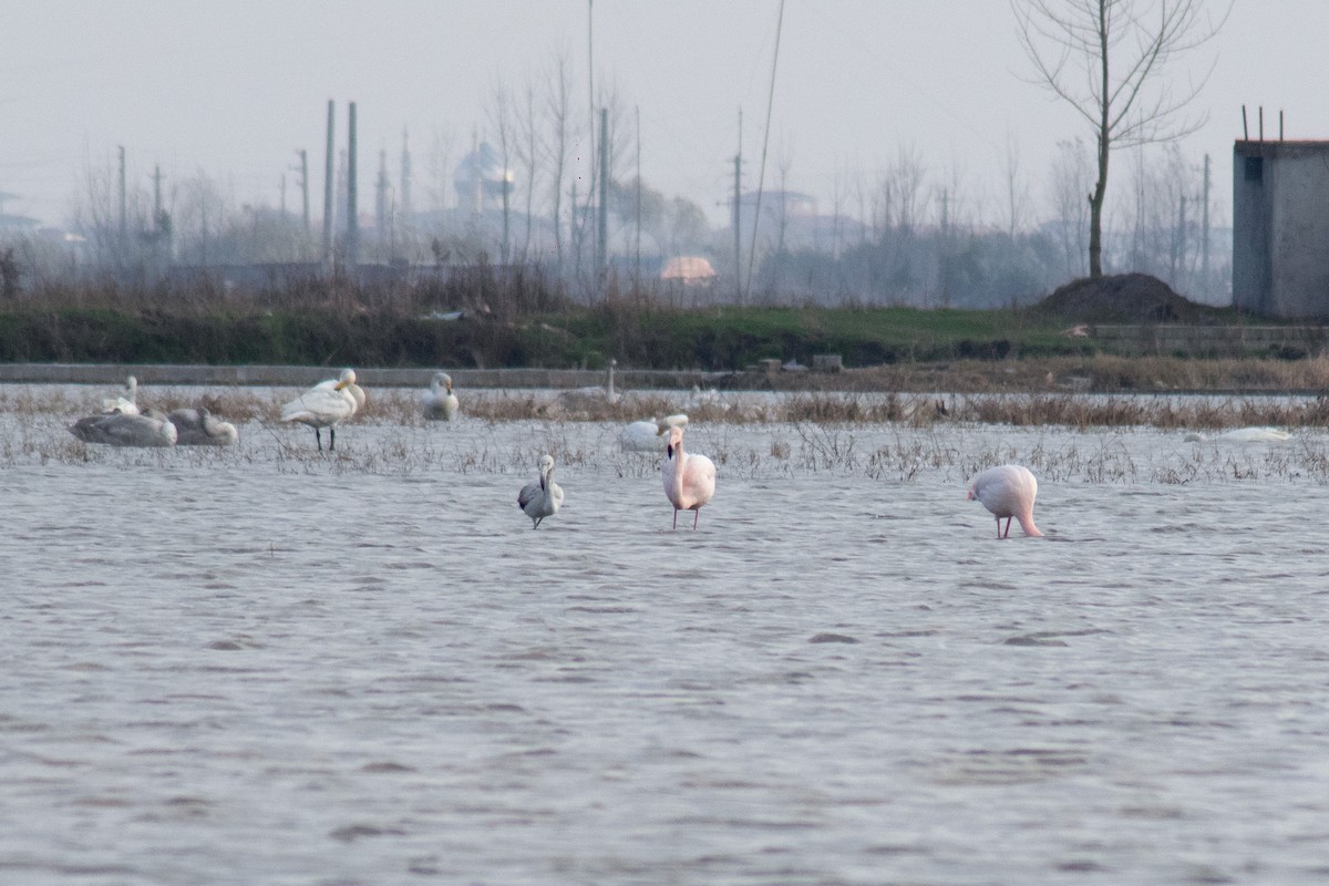 Greater Flamingo - Shaqayeq Vahshi