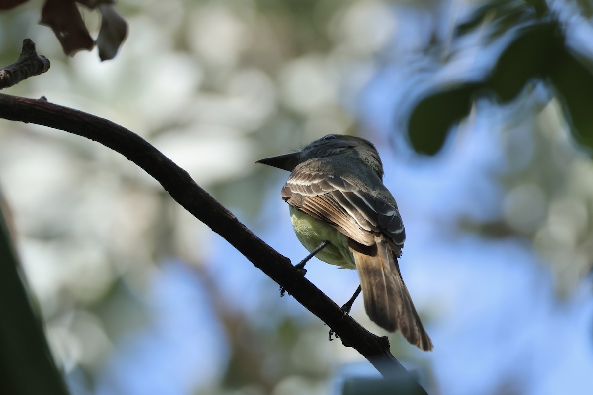 Great Crested Flycatcher - ML618267035
