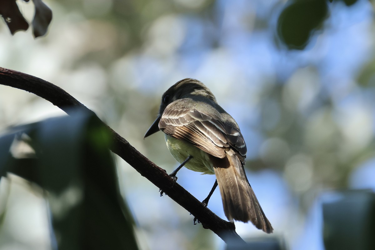 Great Crested Flycatcher - ML618267036