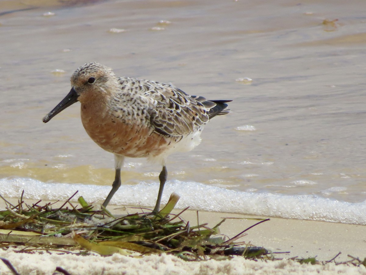 Red Knot - ML618267049